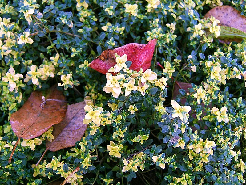 File:2006-11-16Thymus citriodorus02.jpg