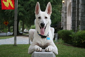 White German Shepherd Puppy