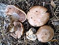 Cortinarius glaucopus