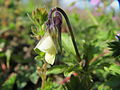 Viola arvensis Acker-Stiefmütterchen