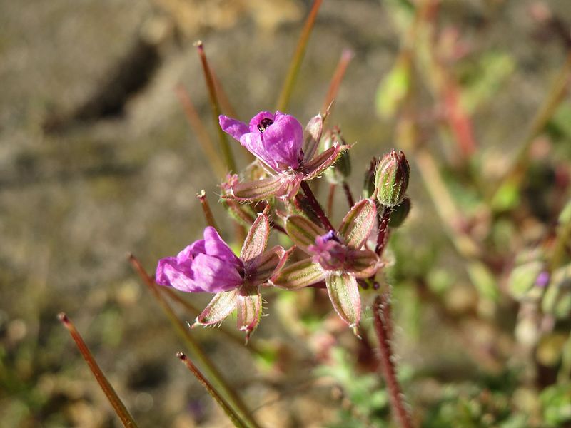 File:20160508Erodium cicutarium.jpg