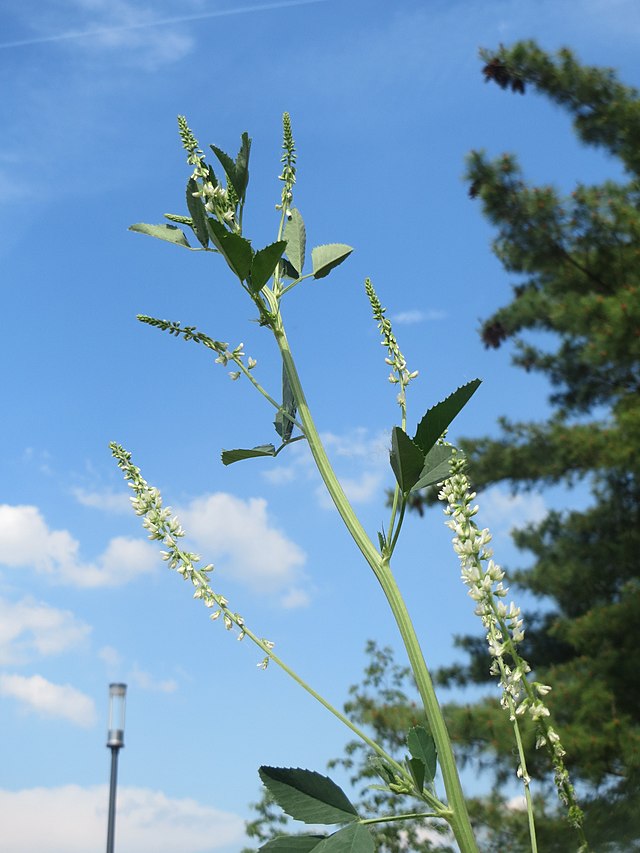 Melilotus sulcatus