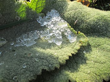 Photo: Verbascum thapsus leafs (Germany) Blätter einer Kleinblütigen Königskerze mit angetautem Schnee von gestern, taken on Monday 5 February, 2018