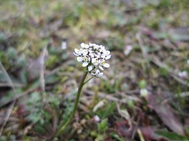 Vanakrassi (Teesdalia nudicaulis)