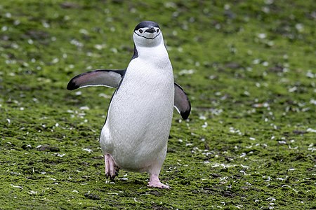 Chinstrap penguin on Barrientos Island in Antarctica