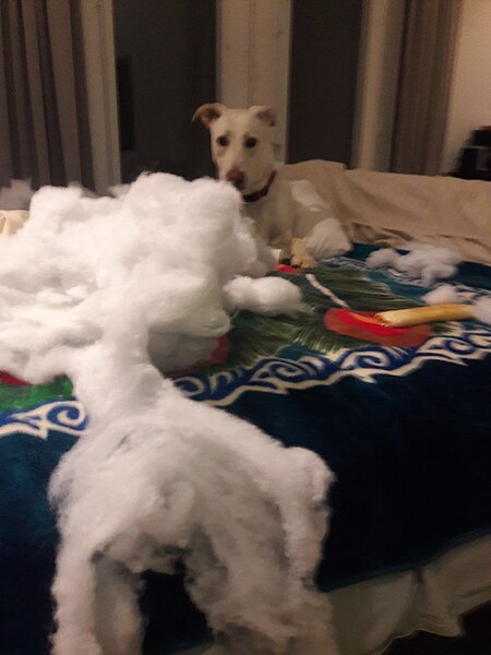 File:2019 dog destroy pillows a (10).jpg