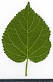 * Nomination Sorbus aucuparia. Leaf abaxial side. --Knopik-som 07:09, 10 October 2021 (UTC) * Promotion  Support Good quality. --Steindy 11:38, 10 October 2021 (UTC)