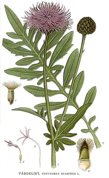 File:8 Centaurea scabiosa.jpg