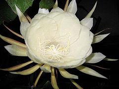 Epiphyllum oxypetalum