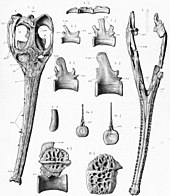 Holotype elements A descriptive catalogue of the marine reptiles of the Oxford clay. Based on the Leeds Collection in the British Museum (Natural History), London (1910) (20685713180).jpg