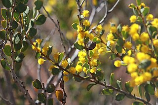 <i>Acacia acoma</i> Species of legume