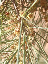 Acacia sericophylla P6130386.jpg