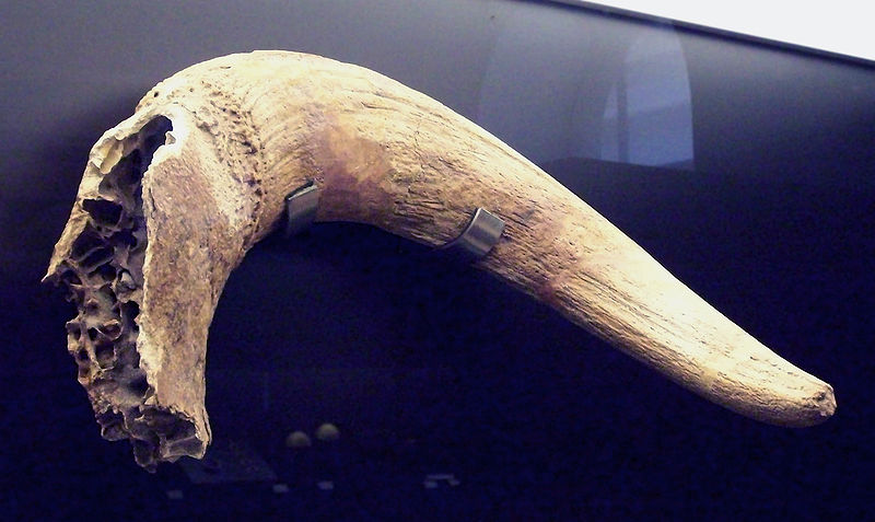 File:Acheulean Bos primigenius horn (M.A.N. 1984-28-8107b) 01.jpg