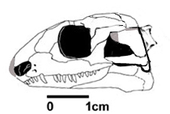 Illustration of a fossilized skull in multiple views of the Permian primitive reptile Acleistorhinus Acleistorhinus skull illustration cropped.png