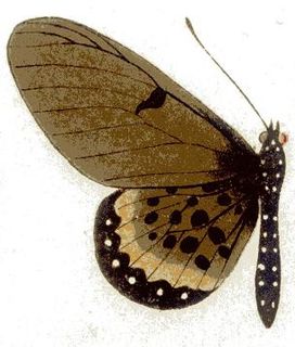 <i>Acraea camaena</i> Species of butterfly