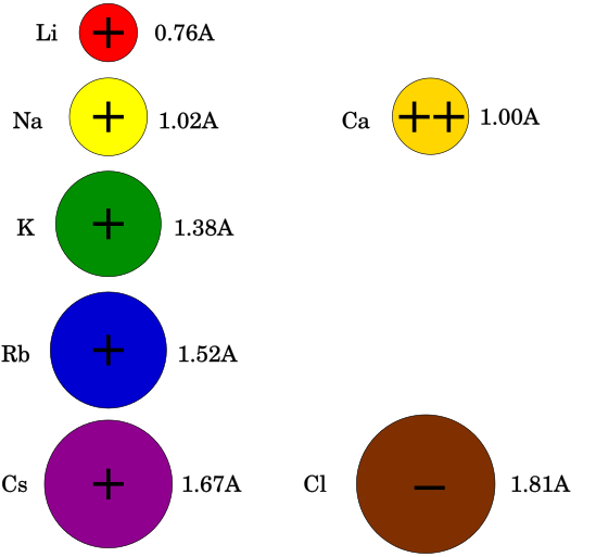 File:Action potential ion sizes.svg