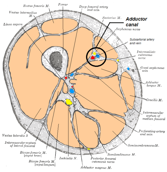 File:Adductor canal.png