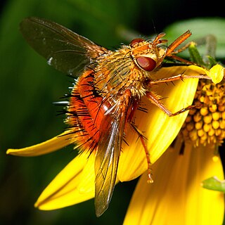 <i>Adejeania</i> Genus of flies