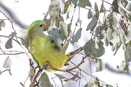 Adult female superb parrot.jpg