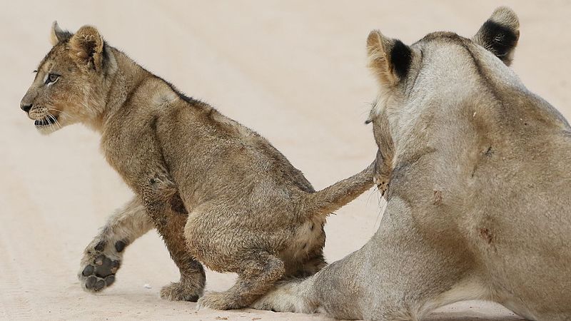 File:African lion, Panthera leo at Kgalagadi Transfrontier Park, Northern Cape, South Africa (34627210121).jpg