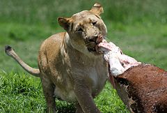 Media in category "Panthera leo of Krugersdorp Game Reserve" .