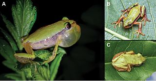 <i>Afrixalus clarkei</i> species of amphibian
