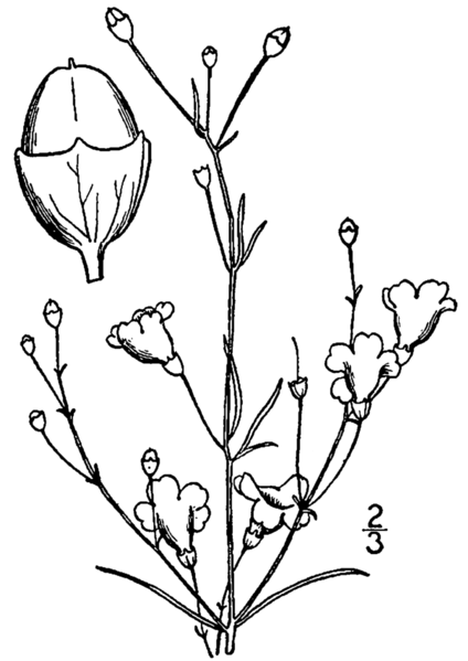 File:Agalinis obtusifolia drawing.png