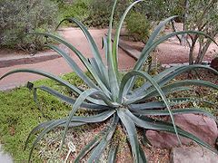 Octopus agave in cultivation