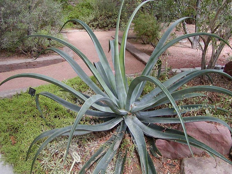 File:Agave vilmoriniana 1.jpg