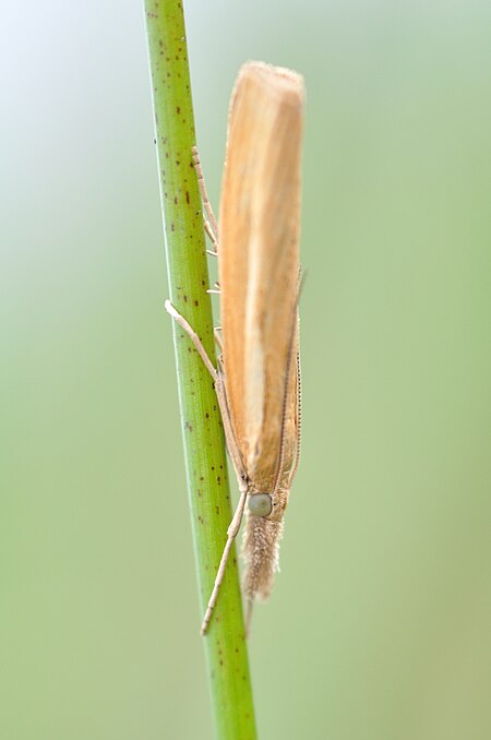 Tập_tin:Agriphila_tristella_1.JPG