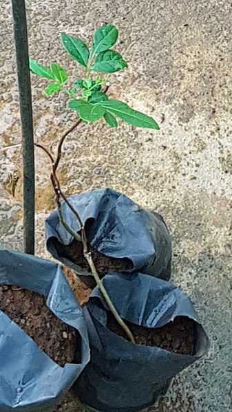 File:Ailanthus triphysa plant.jpg