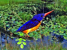 Alcedinidae - Ceyx lepidus (Maluku kerdil kingfisher).JPG