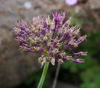 <i>Allium cyrilli</i> Species of flowering plant