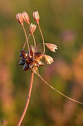 Allium oleraceum - rohulauk Keilas2.jpg