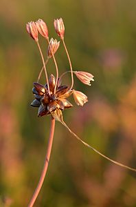 Allium oleraceum (Field Garlic)