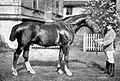 English: Alnok was a chestnut Hanoverian stallion born in 1888. Deutsch: Hannoveraner von 1888, der noch im Typ des schweren Warmblutes steht.