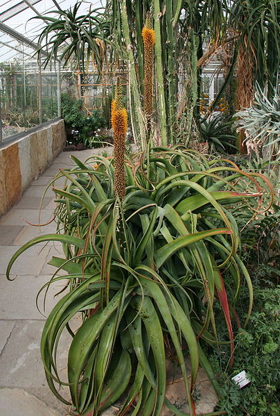 File:Aloe sessilifora 01.jpg