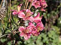 Alstroemeria di Taman Botani Brooklyn