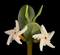 Flowers of the Alyxia buxifolia shrub. They are star shaped and twist slightly in an anticlockwise direction. The tips of the petals are white and the corolla tube is a soft orange colour. They join to the stem of the plant and the leaves in the image are obovate in shape.