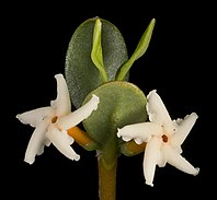 The flowers of the Alyxia buxifolia shrub. Alyxia buxifolia flowers.jpg