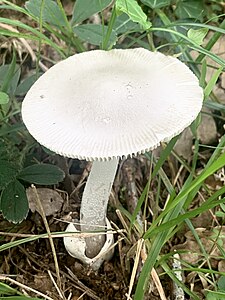 Amanita vaginata var. alba goitik