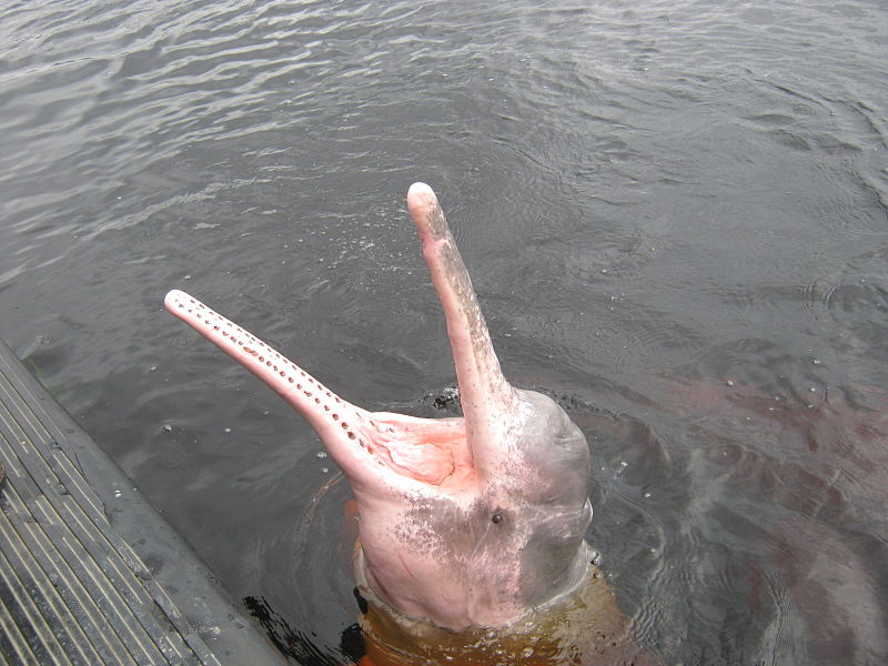 File:Amazon river dolphin 4.jpg