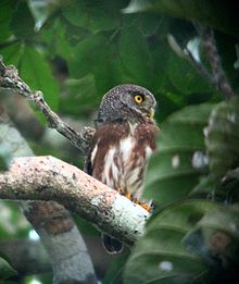 Amazonian Pygmy-owl (Glaucidium hardyi) in tree.jpg