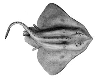 Arctic skate Species of fish