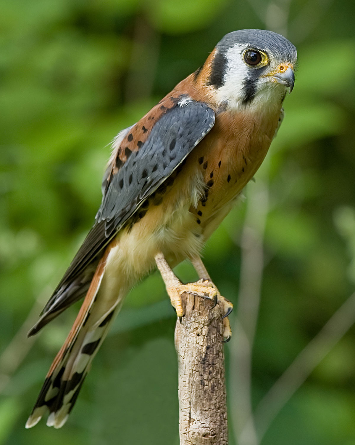 Falcon, Bird of Prey, Hunting & Migration