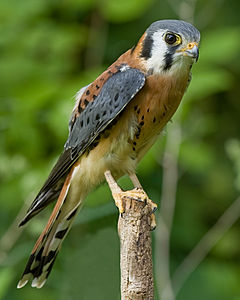 Crécerelle d'Amérique mâle (Falco sparverius)