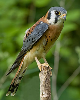 Crécerelle d'Amérique mâle (Falco sparverius).