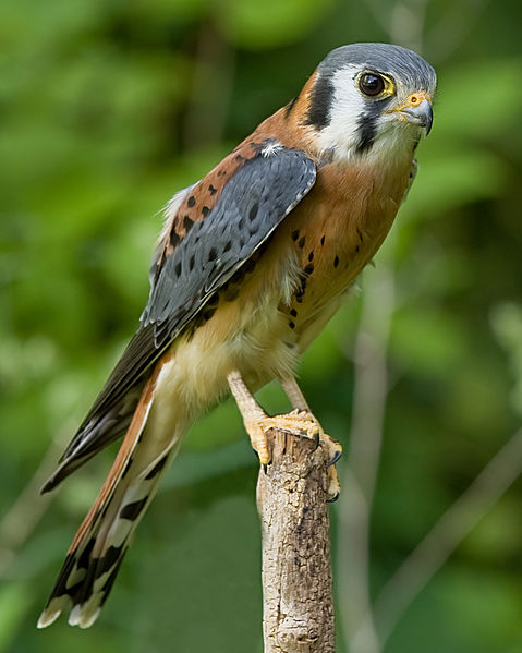 File:AmericanKestrel02.jpg