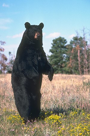 American black bear (19647087094).jpg