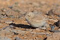 * Предлог Bar-tailed lark (Ammomanes cinctura) at Jebil national parkI, the copyright holder of this work, hereby publish it under the following license:This image was uploaded as part of Wiki Loves Earth 2024. --El Golli Mohamed 22:51, 5 June 2024 (UTC) * Поддршка  Support Good quality. --Юрий Д.К. 21:03, 6 June 2024 (UTC)